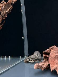 L191 Dull Eyed Royal Pleco