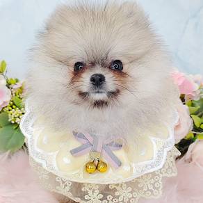 Pomeranian