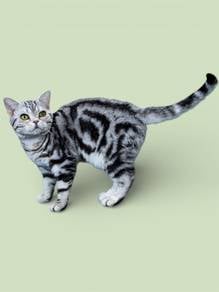 American short haired male female