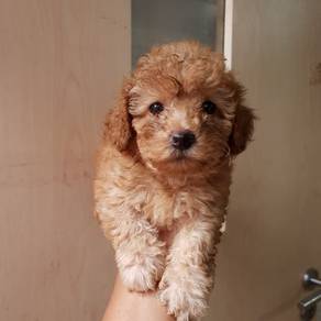 poodle puppy4