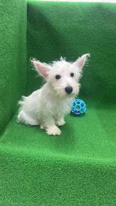 West Highland White Terrier (M) 纯种刚毛西高地 男生 顾客取消预订