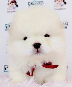Chow chow