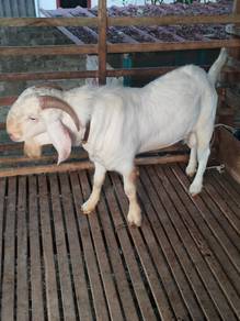 2 ekor kambing jate cukup umur