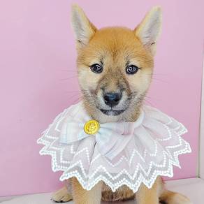 Shiba