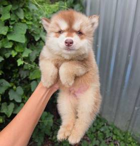 Siberian Husky Puppy 456