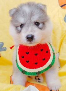 Husky