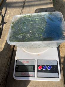 Hydrilla