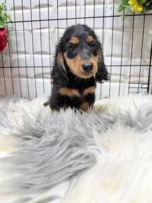 D3000 Mini Dachshund long haired cute puppy