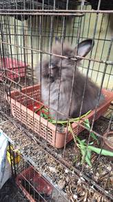 arnab anggora/bulu lebat