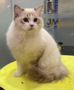 Ragdoll