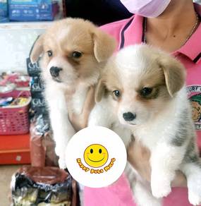 GGCC_H129G88 Welsh corgi bi color puppies