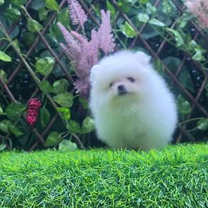 Pomeranian -  fluffy and cute boy