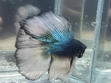 DT HM Ikan Laga Betta