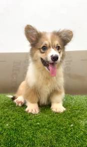Welsh corgi long haired big bone