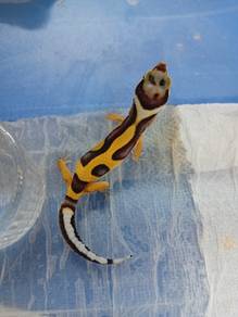Leopard Gecko 