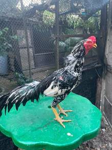 ayam hijau riting