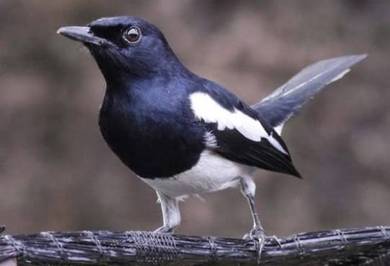 Burung murai kampung jantan