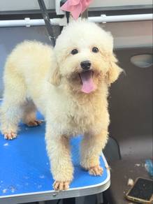 Toypoodle