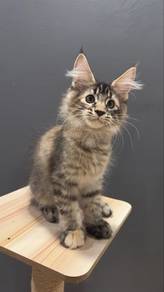 mainecoon