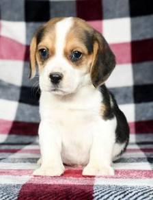 Sweetheart Beagle Adorable Tricolor Cute Puppy Bab