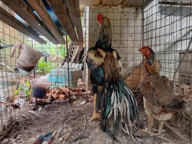 ayam aseel cross