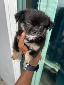 chihuahua available &4