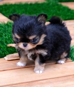 black and white Chihuahua ~8