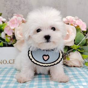Bichon