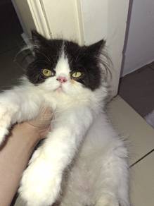 kucing rehome