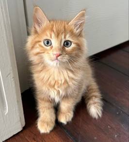 Persian Orange Mainecoon Kitten