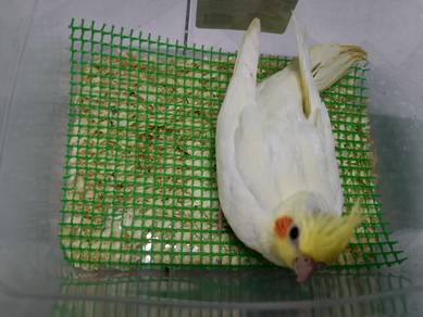 Cockatiel Jinak/Tamed