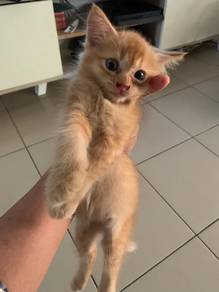 Anak kucing untuk dilepaskn