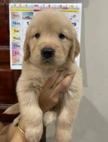 Golden Retriever 
