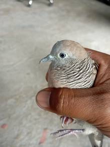 burung merbok tapau mikat 
