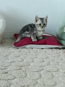 munchkin 