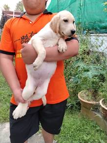Labrador puppy