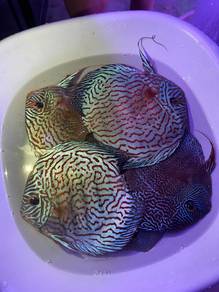 discus
