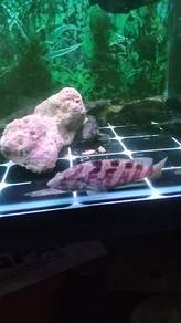 ikan
