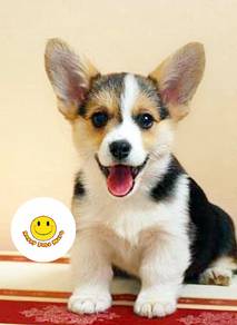 CC9600 Corgi tri color puppies