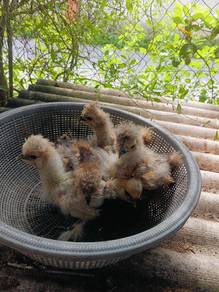 anak ayam silkie gold