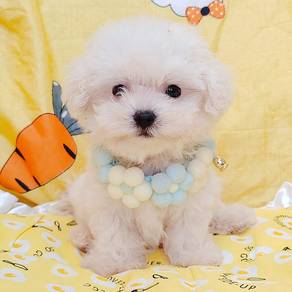 Bichon