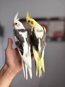 burung cockatiel pied jinak parrot bird
