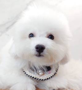 Bichon Frise