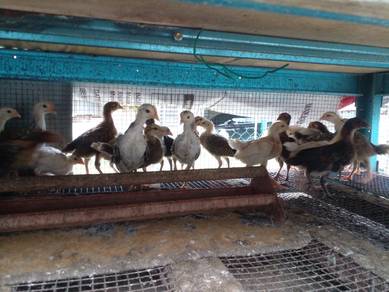 Ank ayam kampung asli