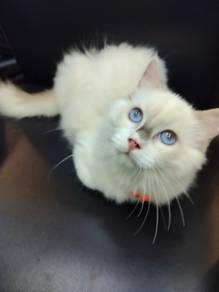 Seal point ragdoll