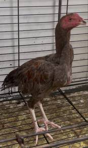 ayam pama muda