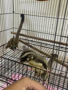 sugar glider