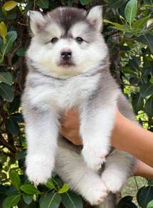 FLUFFY 🌻210 HUSKY WOOLY PUPPIES Boy~Girl