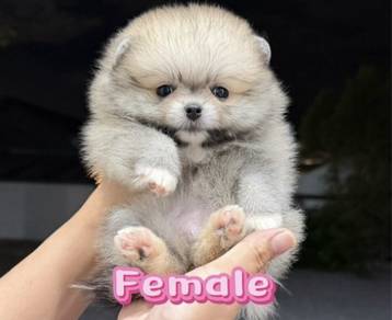 Pomeranian Sable Female Puppy PROMO