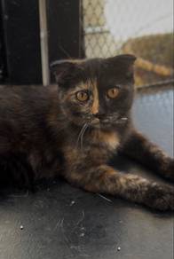BSH Scottish Fold